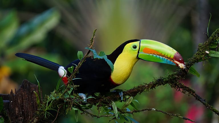 COSTA RICA - Unexplained delays in rolling out of their Digital Nomad Visa 2 keel billed toucan 1021048 1920